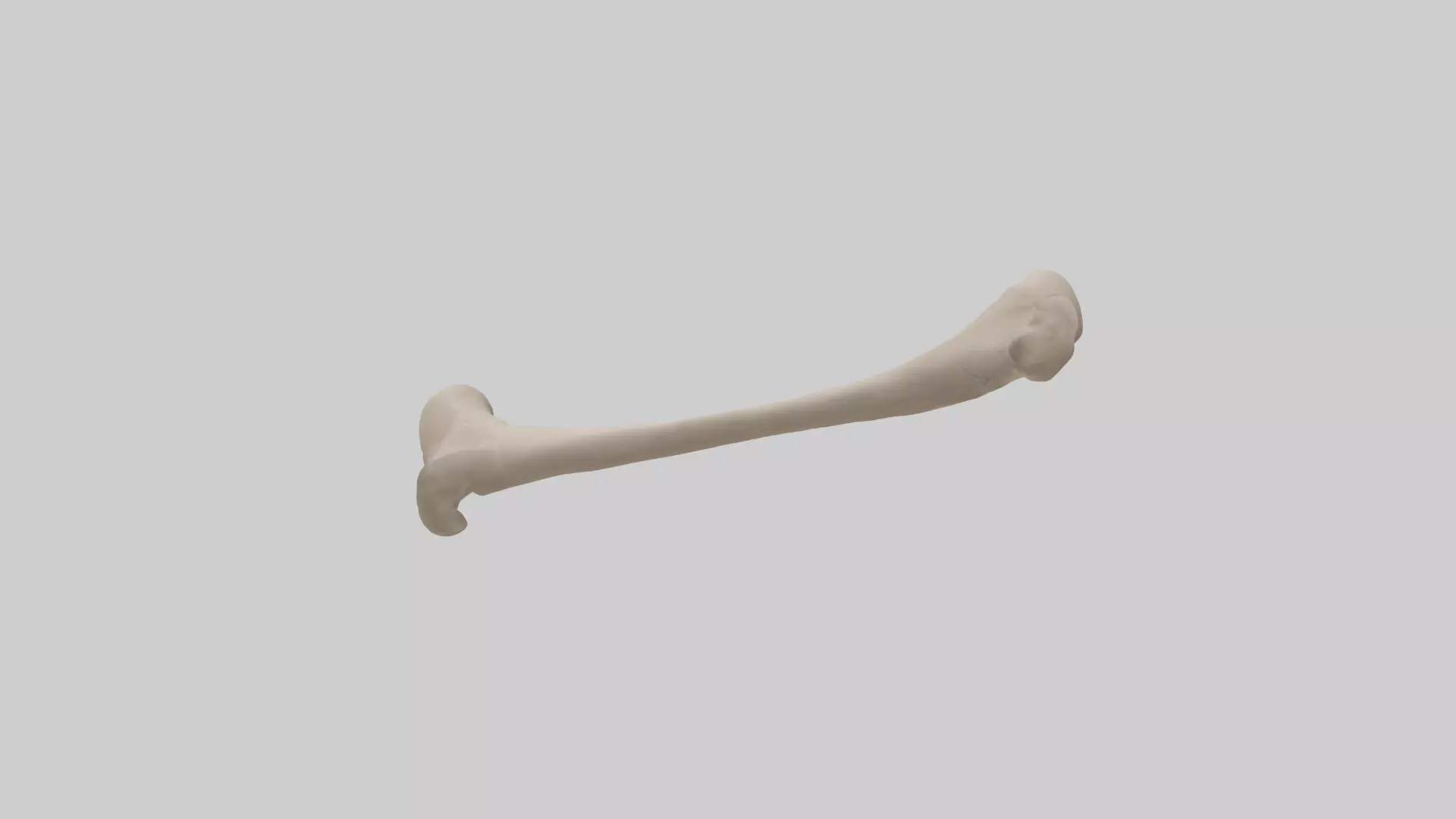 Human Radius Model Low-poly 3D model_0