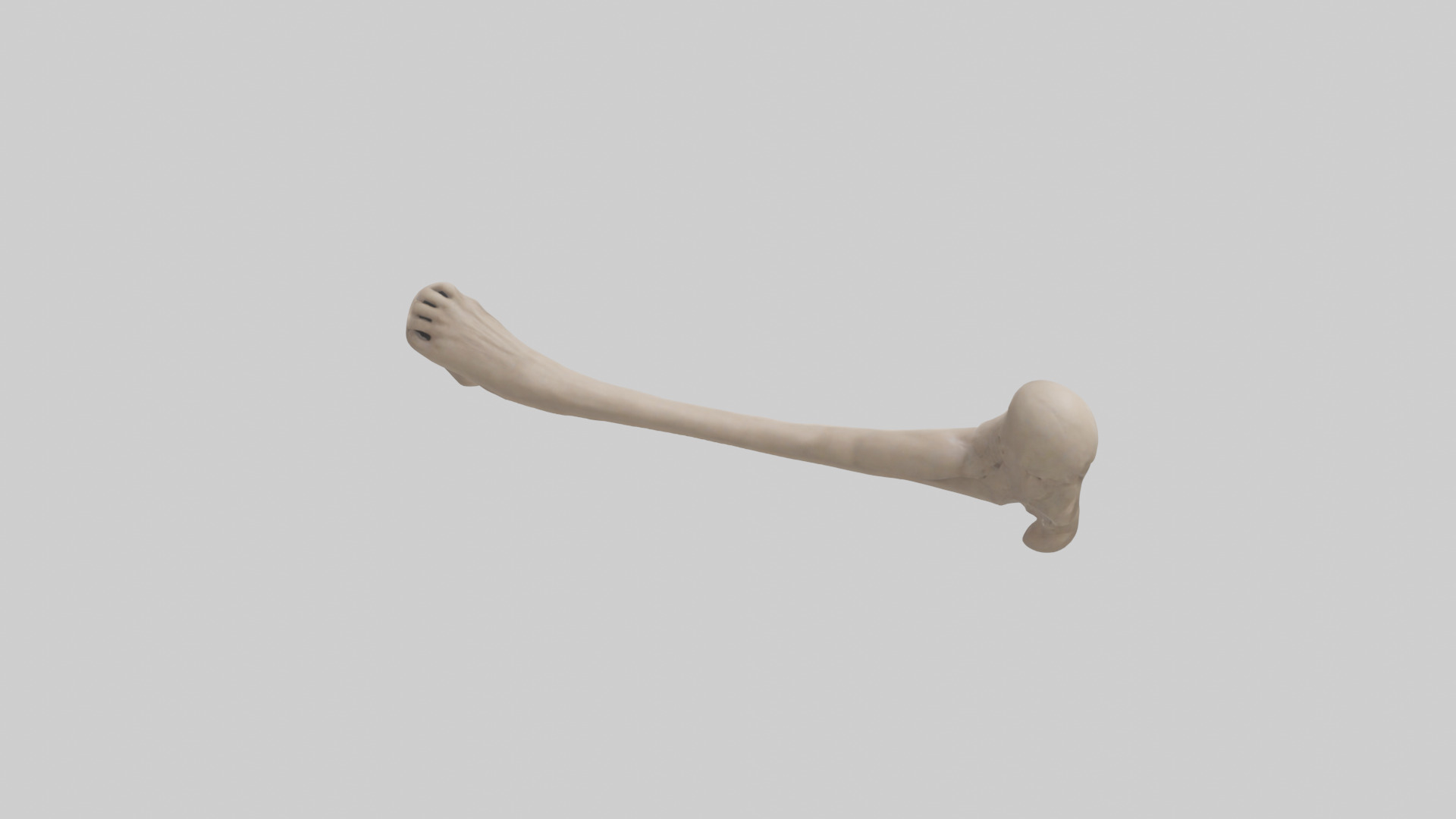 Human Radius Model Low-poly 3D model_9