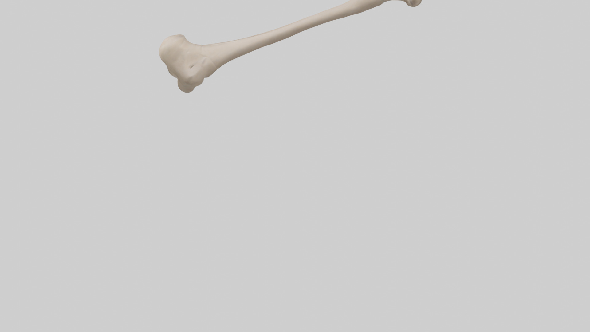 Human Radius Model Low-poly 3D model_3