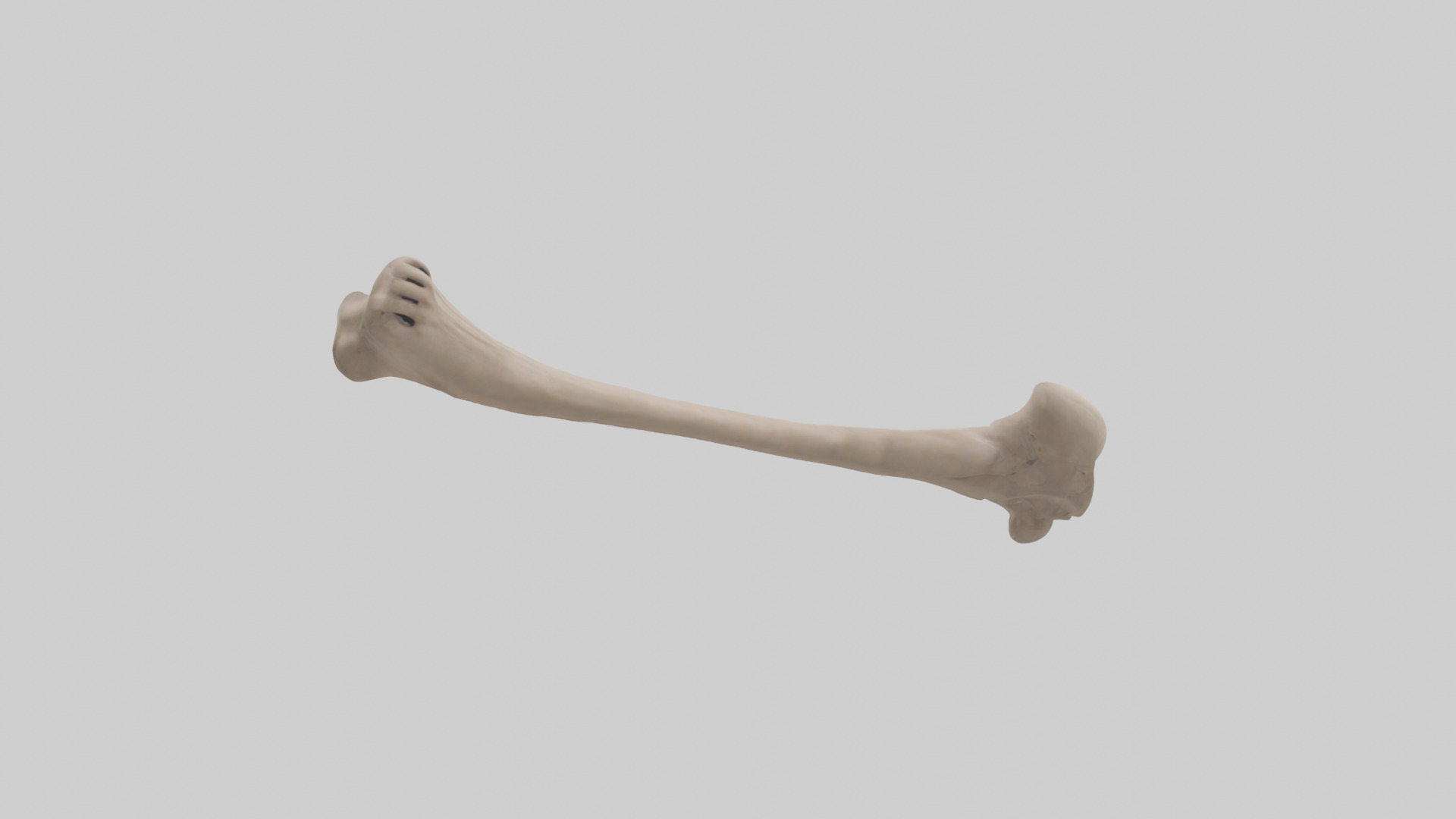 Human Radius Model Low-poly 3D model_11