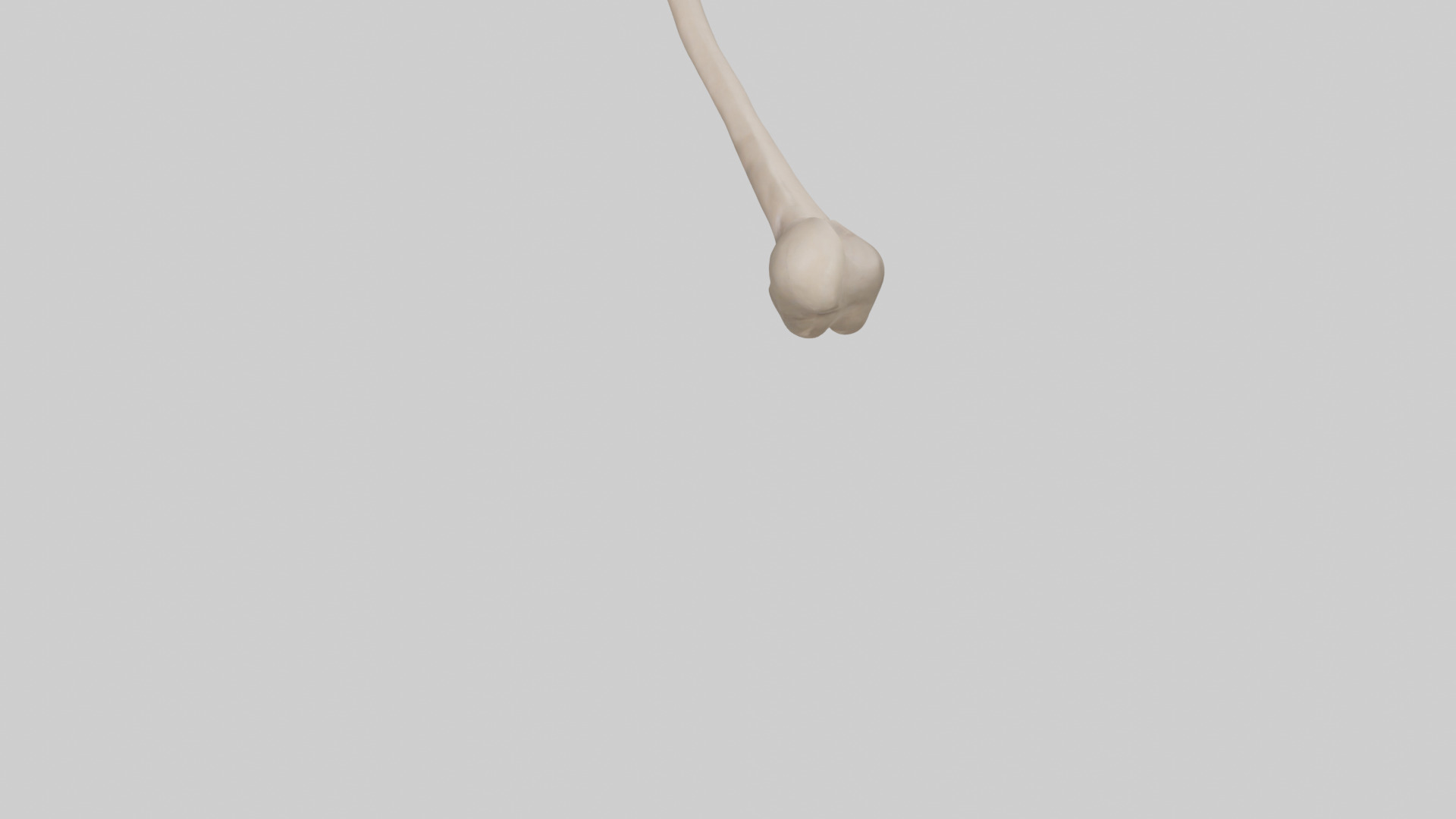 Human Radius Model Low-poly 3D model_5