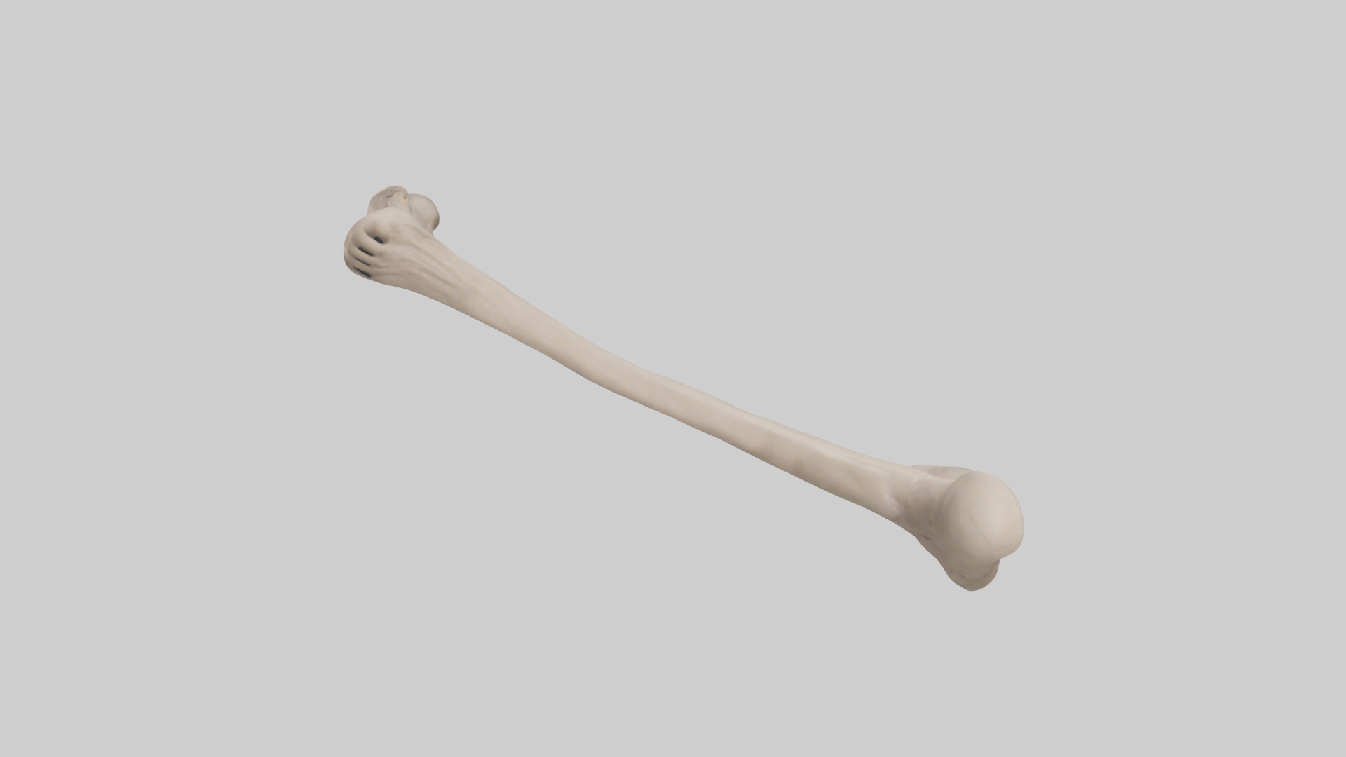 Human Radius Model Low-poly 3D model_16