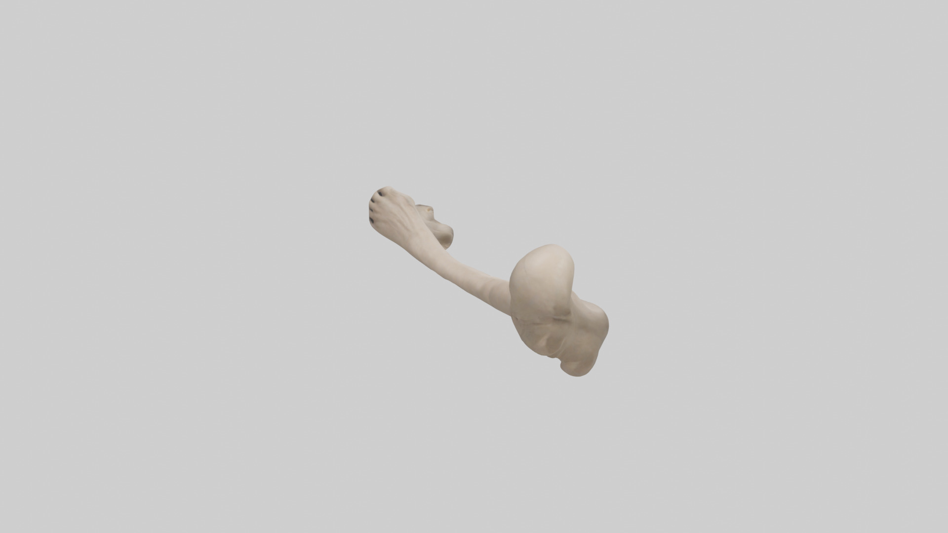 Human Radius Model Low-poly 3D model_10