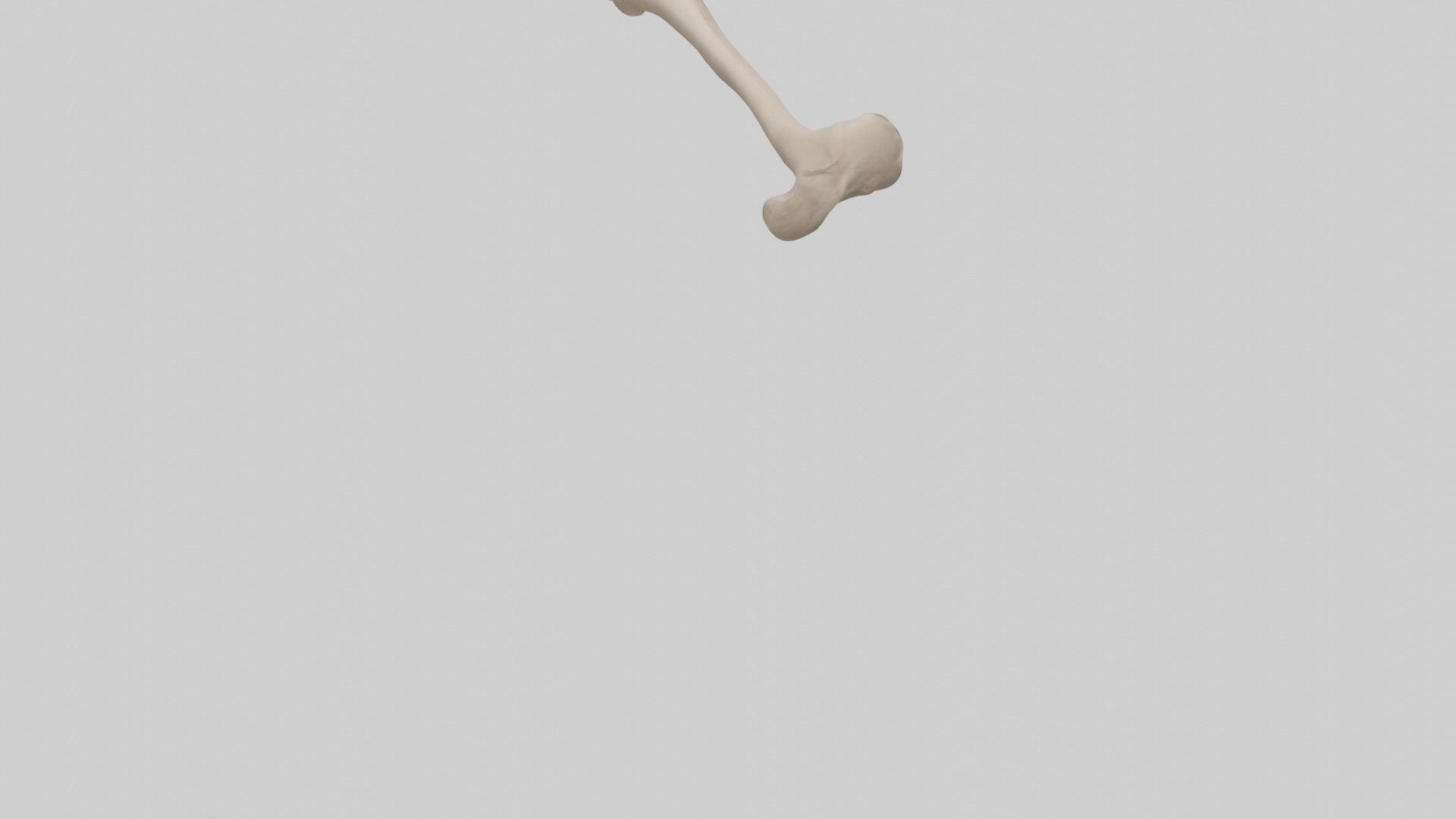 Human Radius Model Low-poly 3D model_4