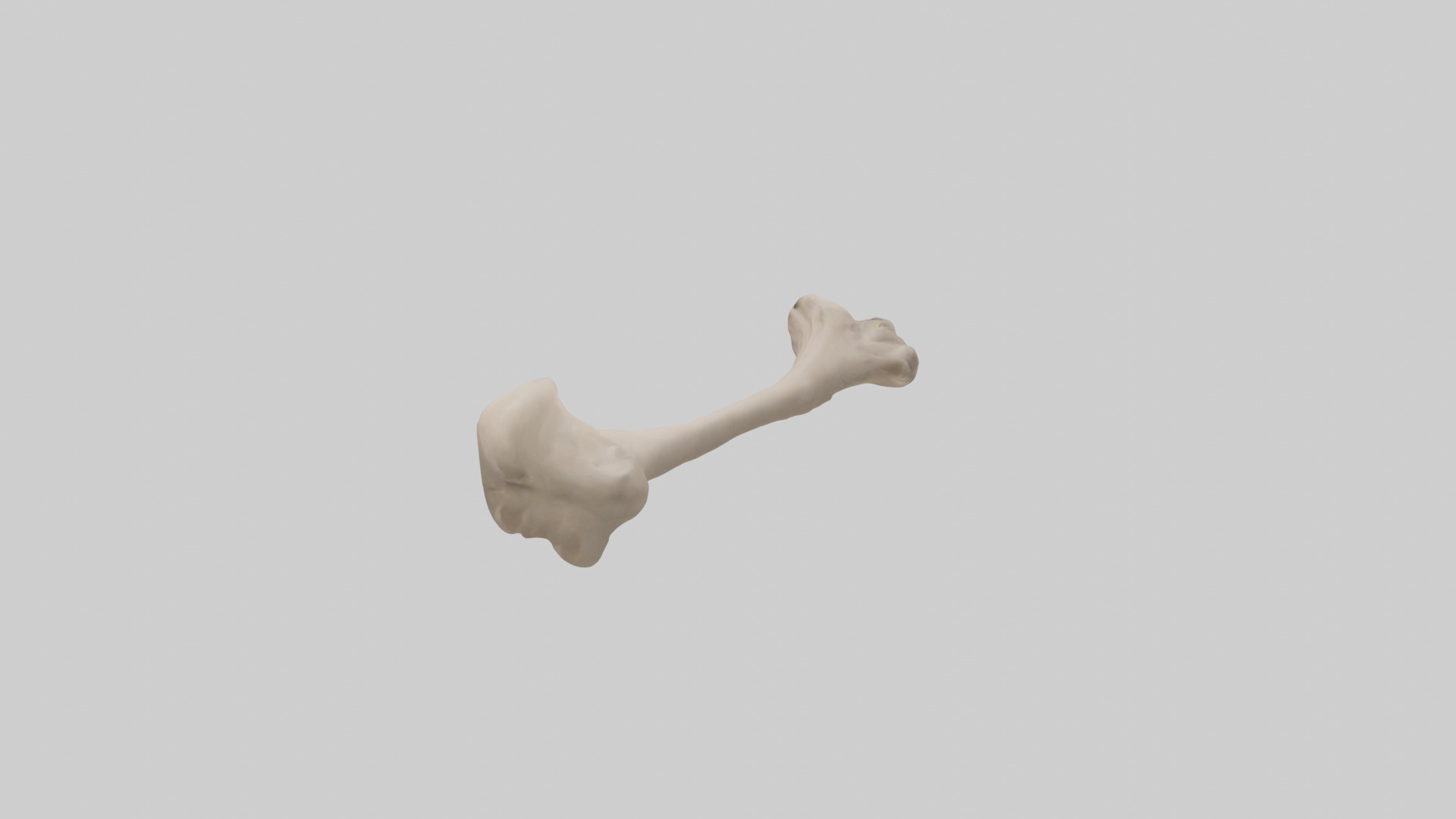 Human Radius Model Low-poly 3D model_12