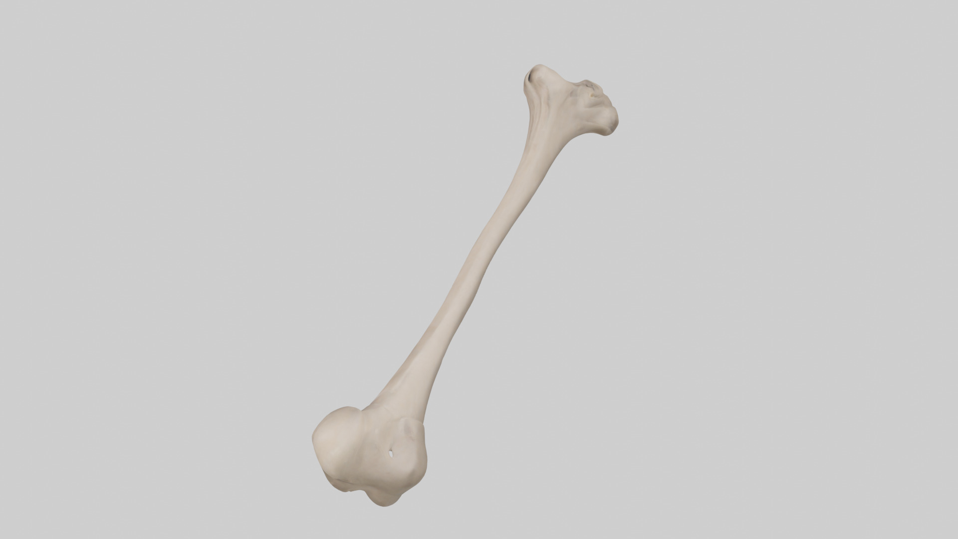 Human Radius Model Low-poly 3D model_17