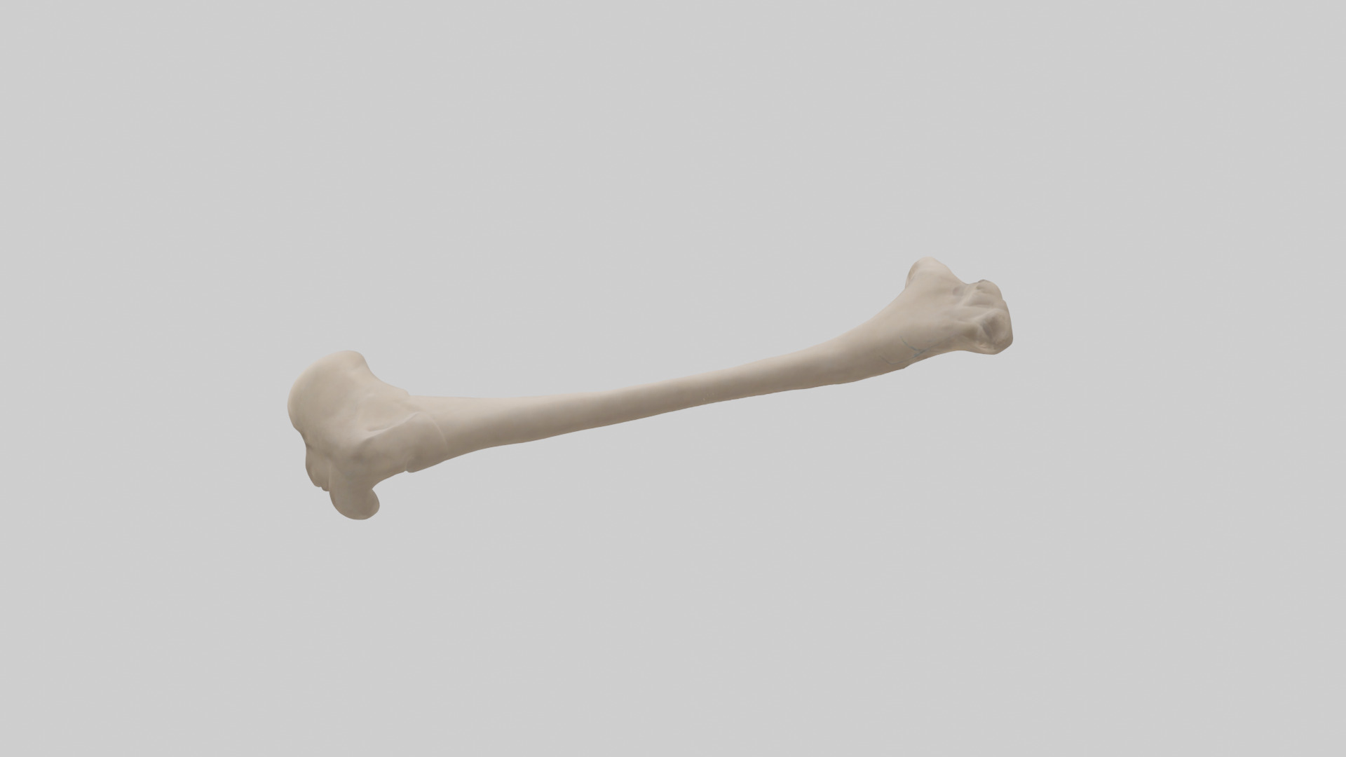 Human Radius Model Low-poly 3D model_1