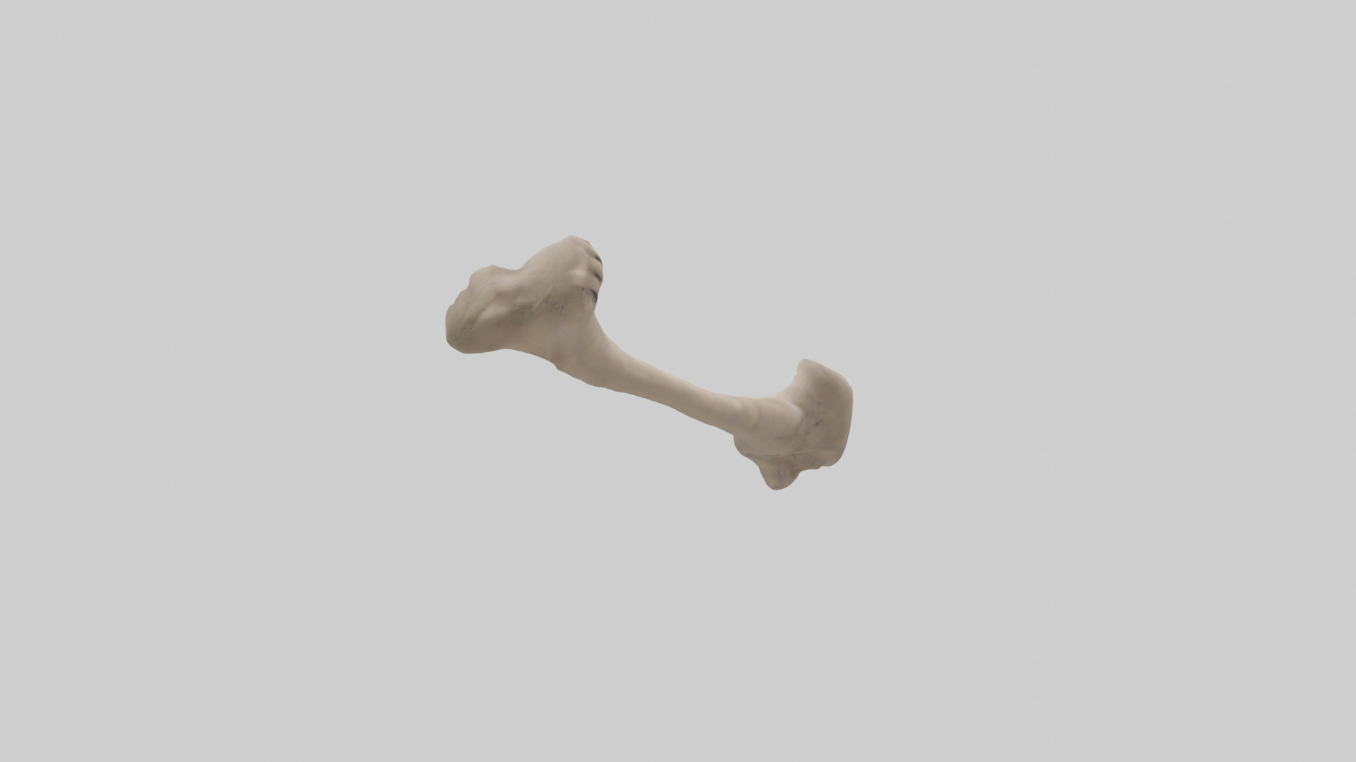 Human Radius Model Low-poly 3D model_13