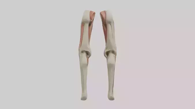 Human Rectus Femoris Model Low-poly 3D model