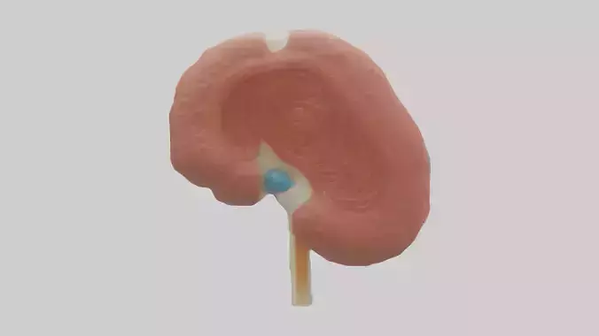 Human Renal Corpuscle Model