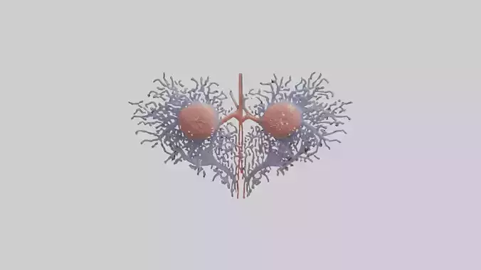 Human Renal Tubules Model Low-poly 3D model