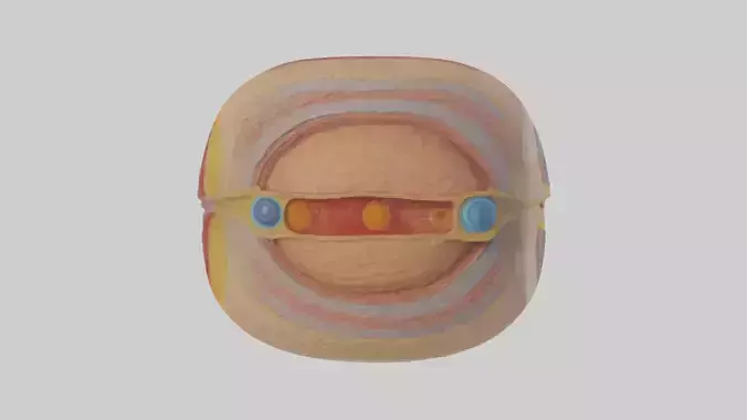 Human Retinal Layers Model