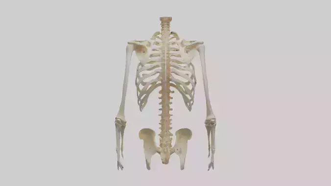 Human Ribcage Model
