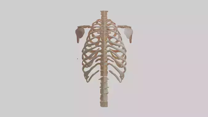 Human Ribs Model