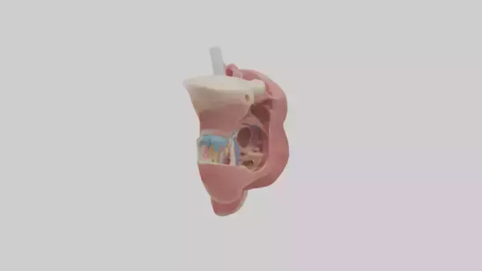 Human Salivary Glands Model Low-poly 3D model