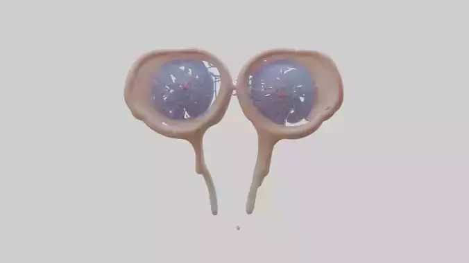 Human Seminal Vesicles Model