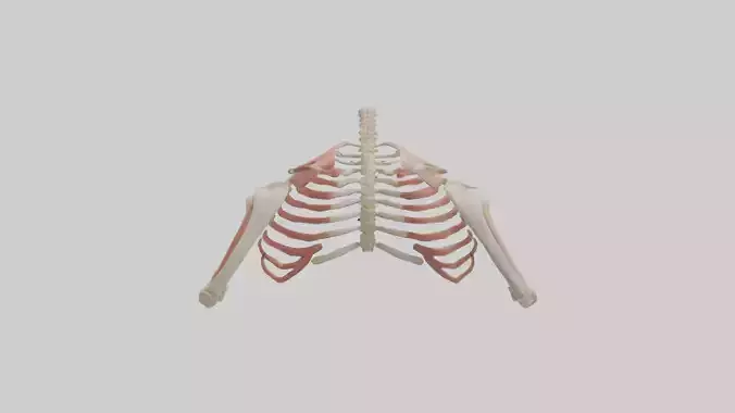 Human Shoulder Anatomy Model