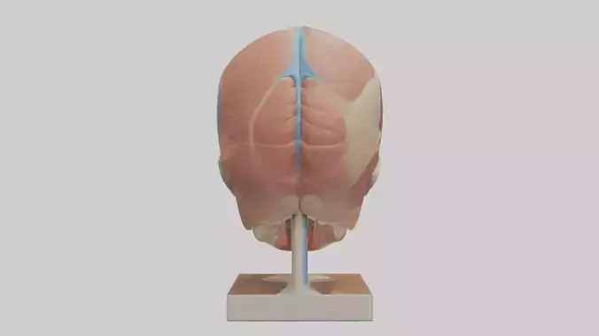 Human Sinus Model Low-poly 3D model
