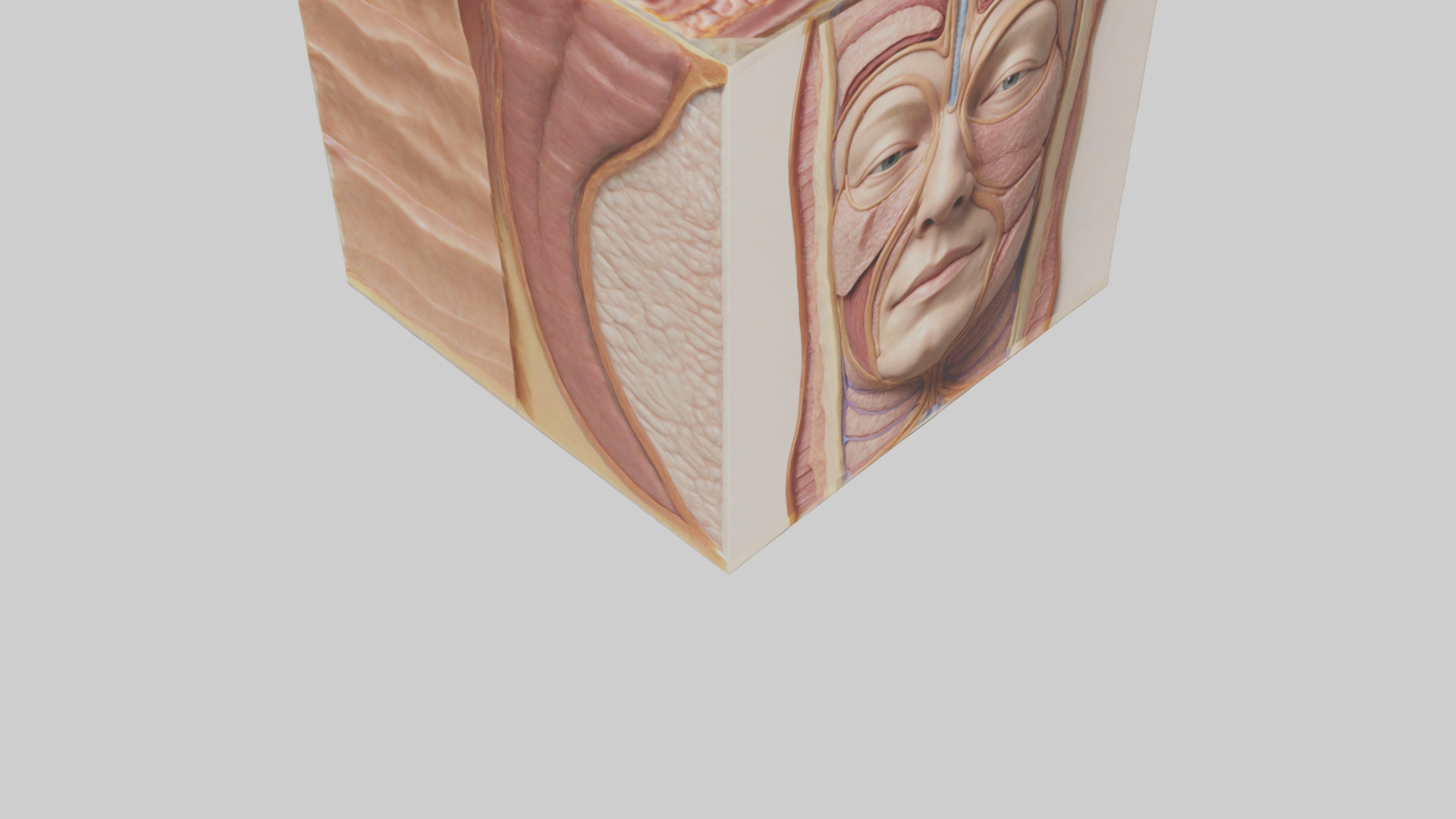 Human Skin Layers Model Low-poly 3D model_6