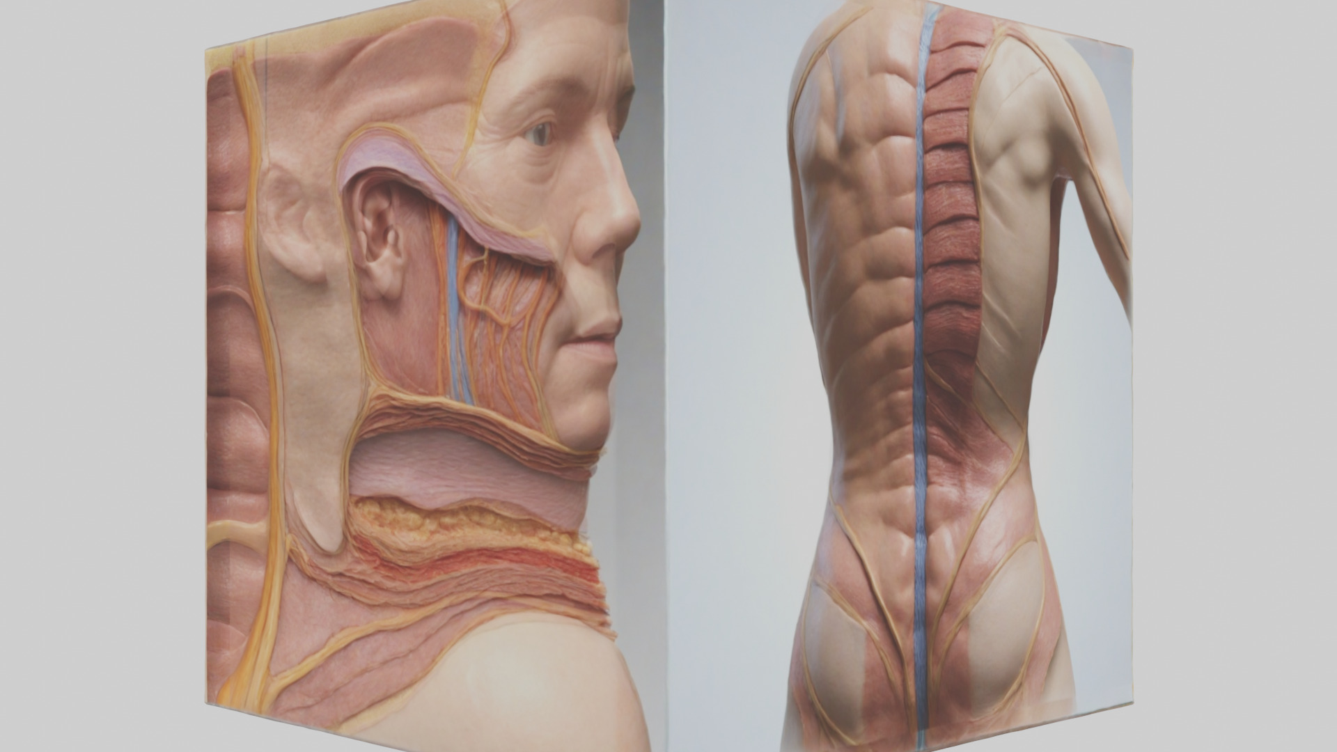 Human Skin Layers Model Low-poly 3D model_1
