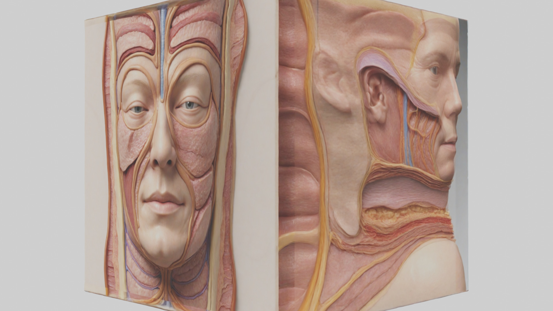 Human Skin Layers Model Low-poly 3D model_10