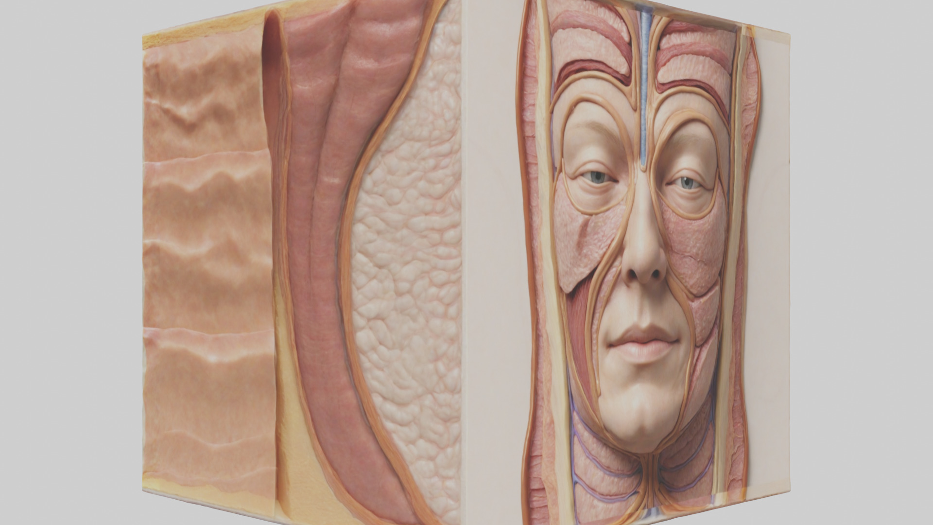 Human Skin Layers Model Low-poly 3D model_11