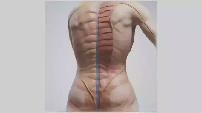 Human Skin Layers Model