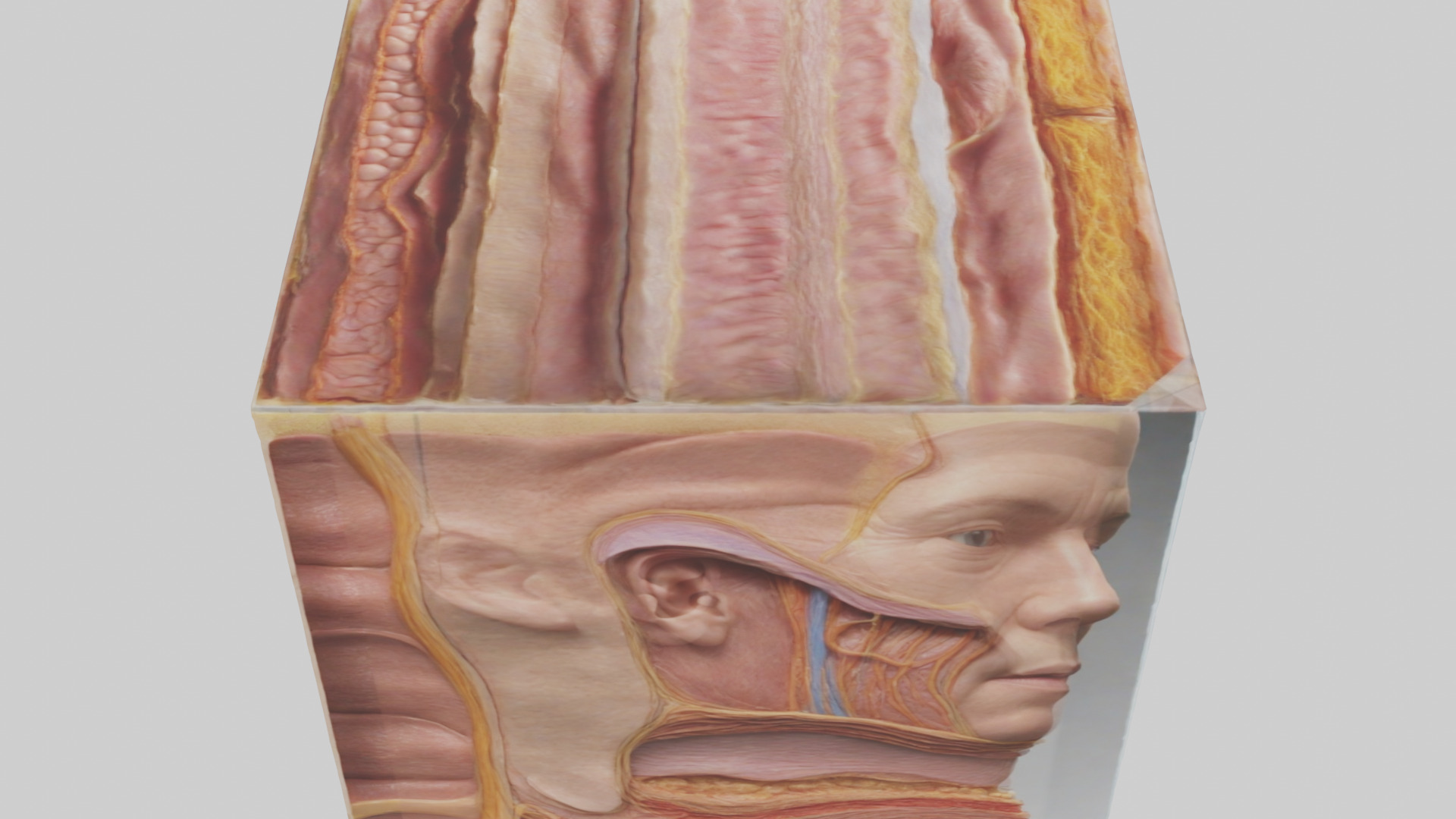 Human Skin Layers Model Low-poly 3D model_17