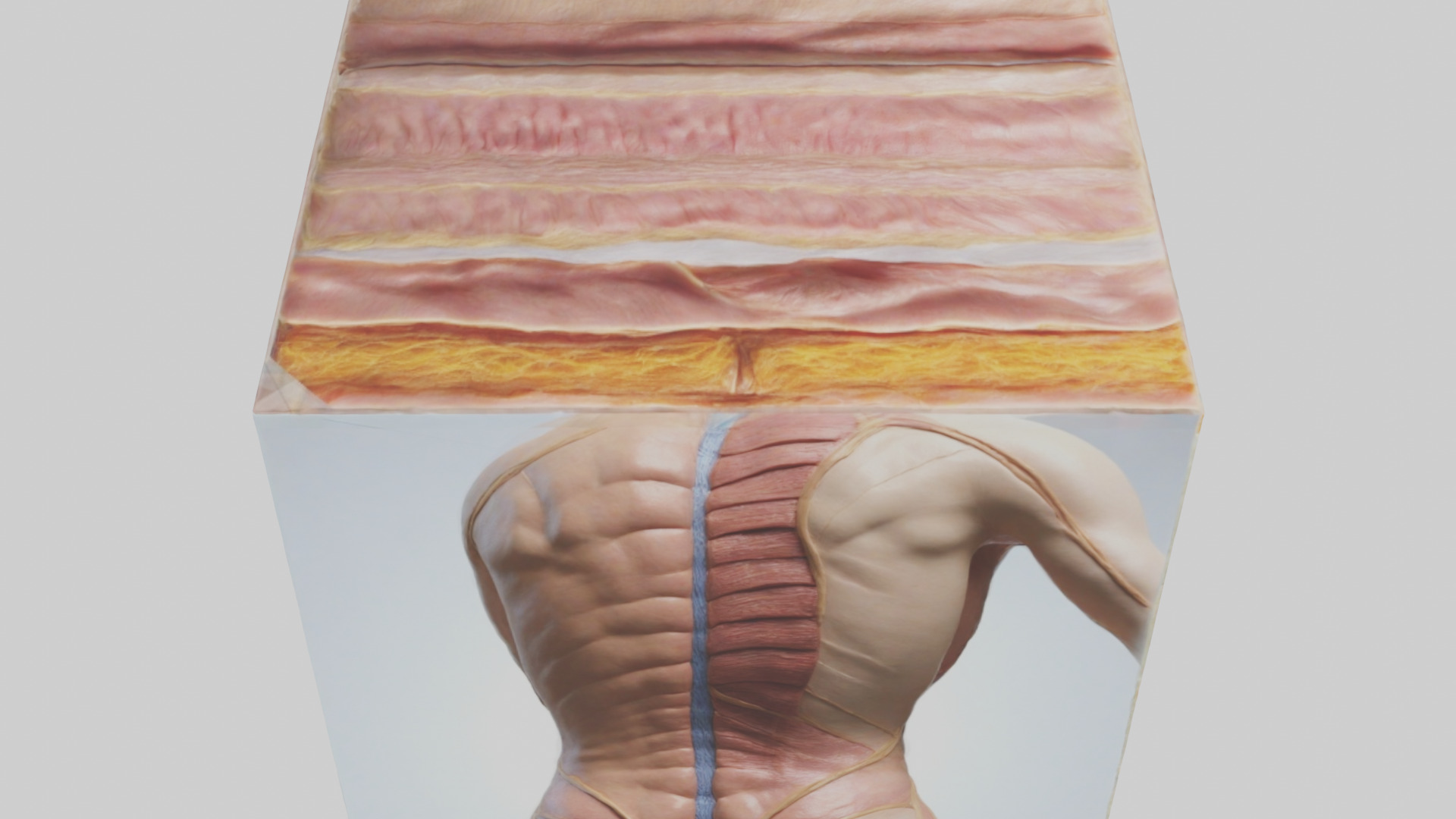 Human Skin Layers Model Low-poly 3D model_15