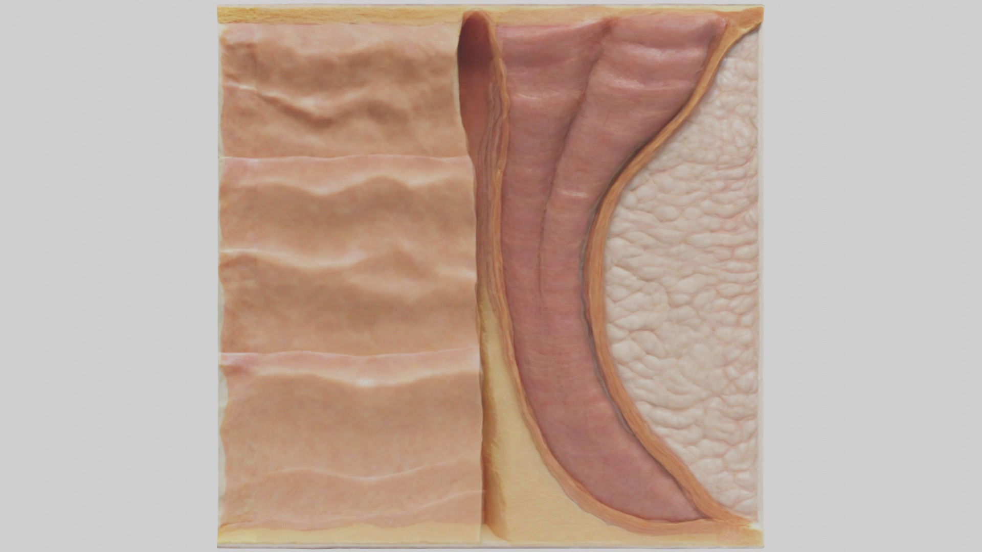 Human Skin Layers Model Low-poly 3D model_13