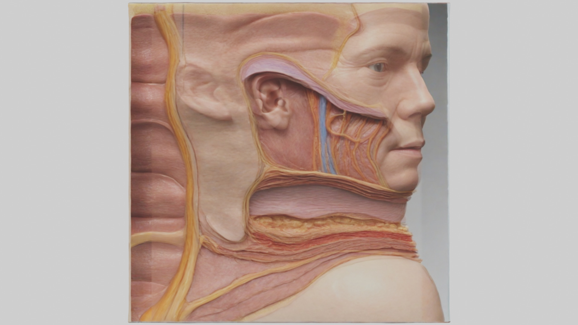 Human Skin Layers Model Low-poly 3D model_12