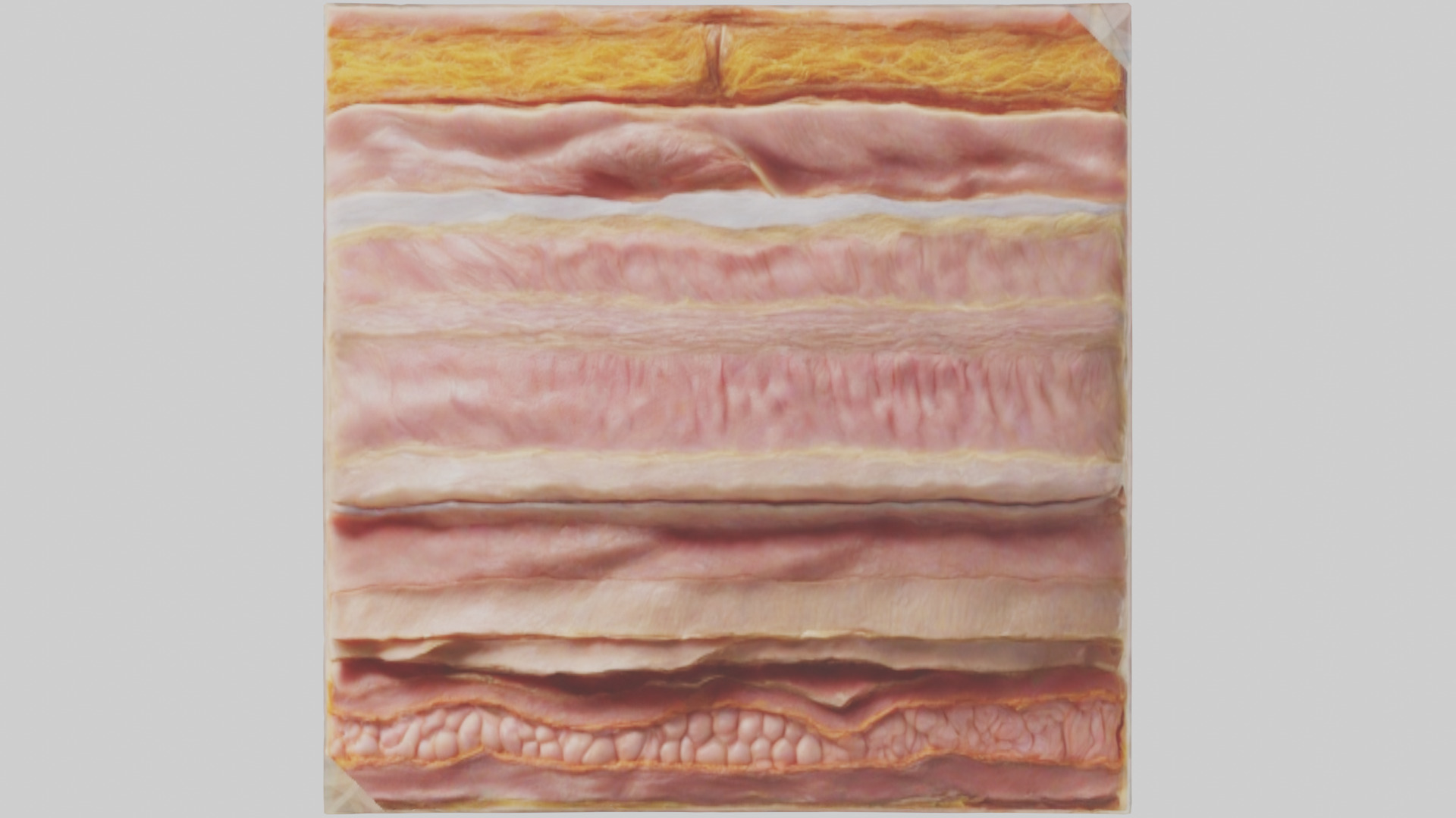 Human Skin Layers Model Low-poly 3D model_14