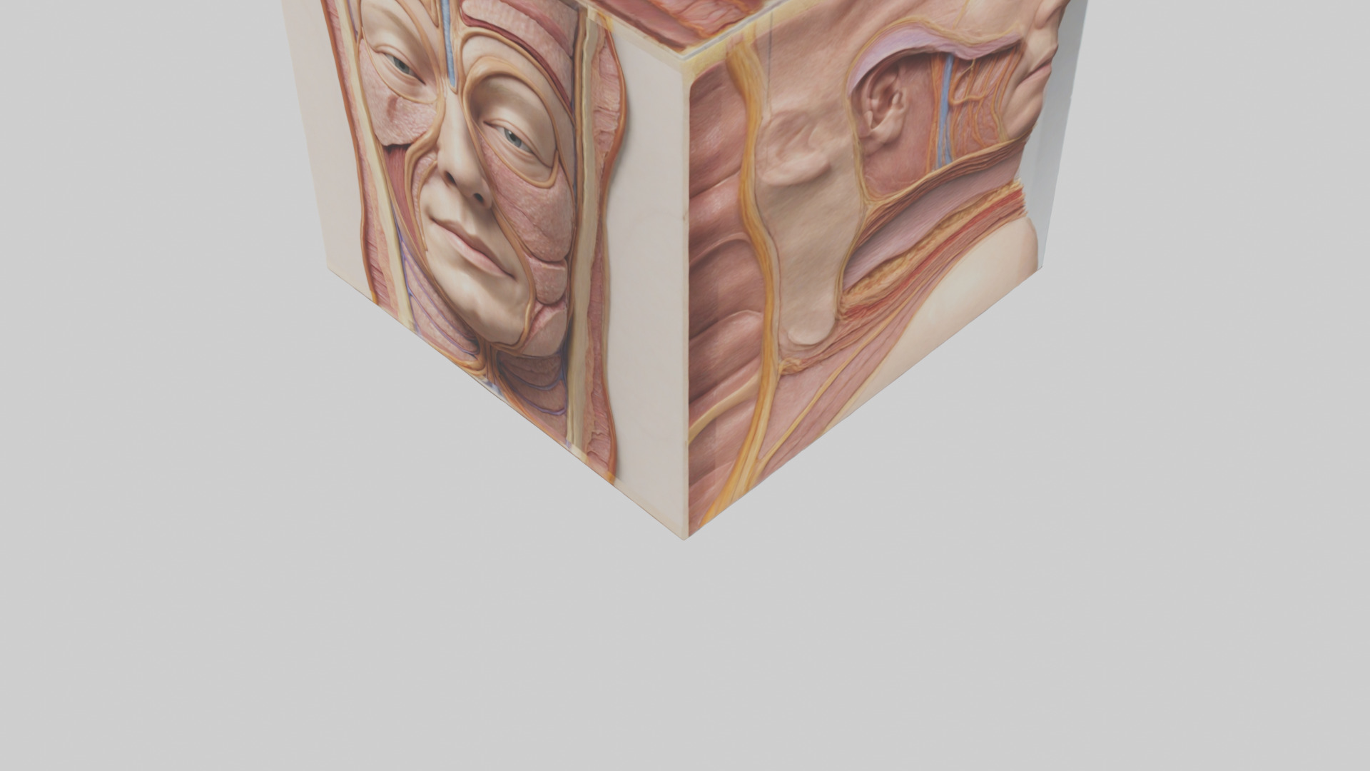 Human Skin Layers Model Low-poly 3D model_5