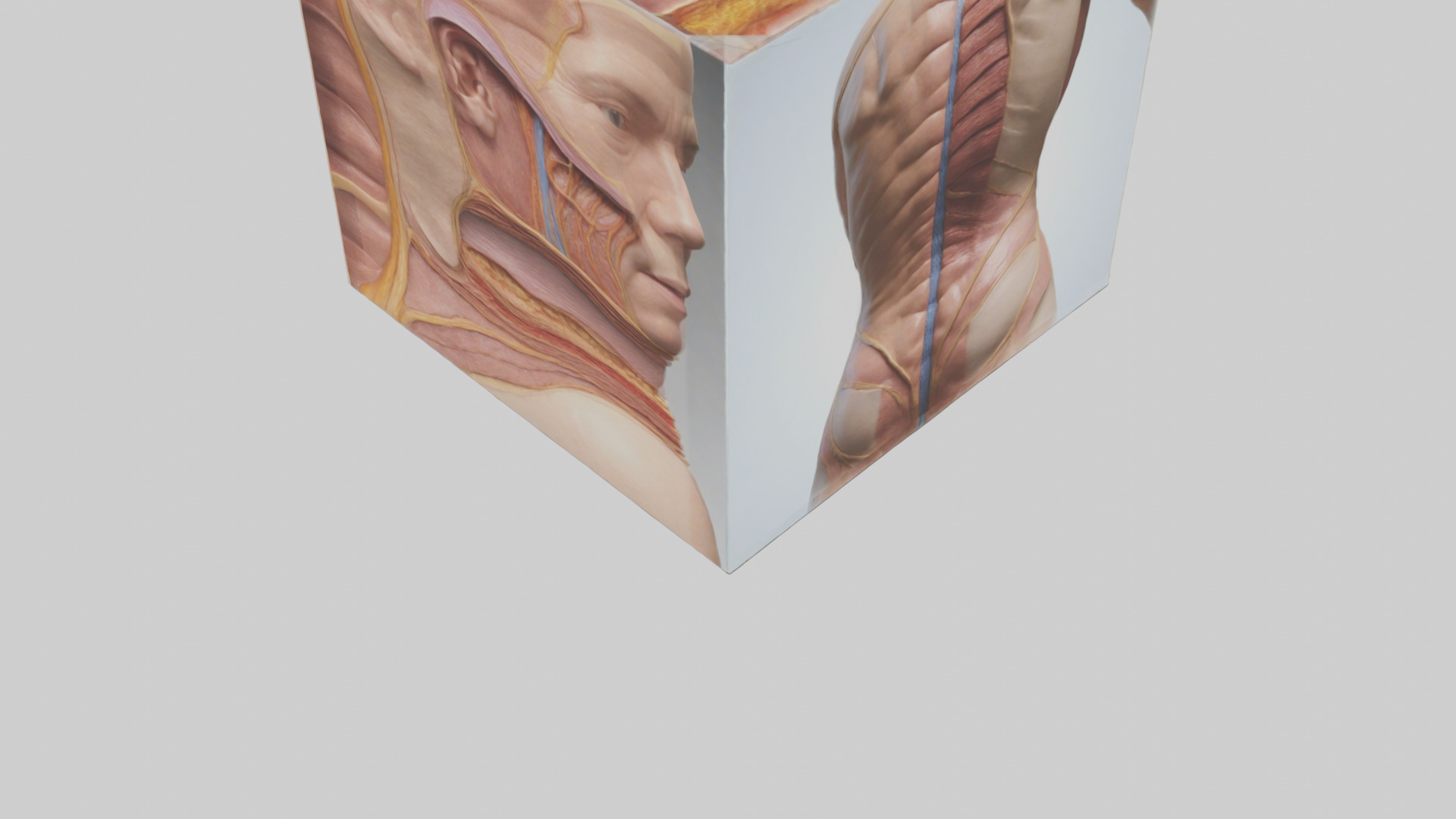 Human Skin Layers Model Low-poly 3D model_3