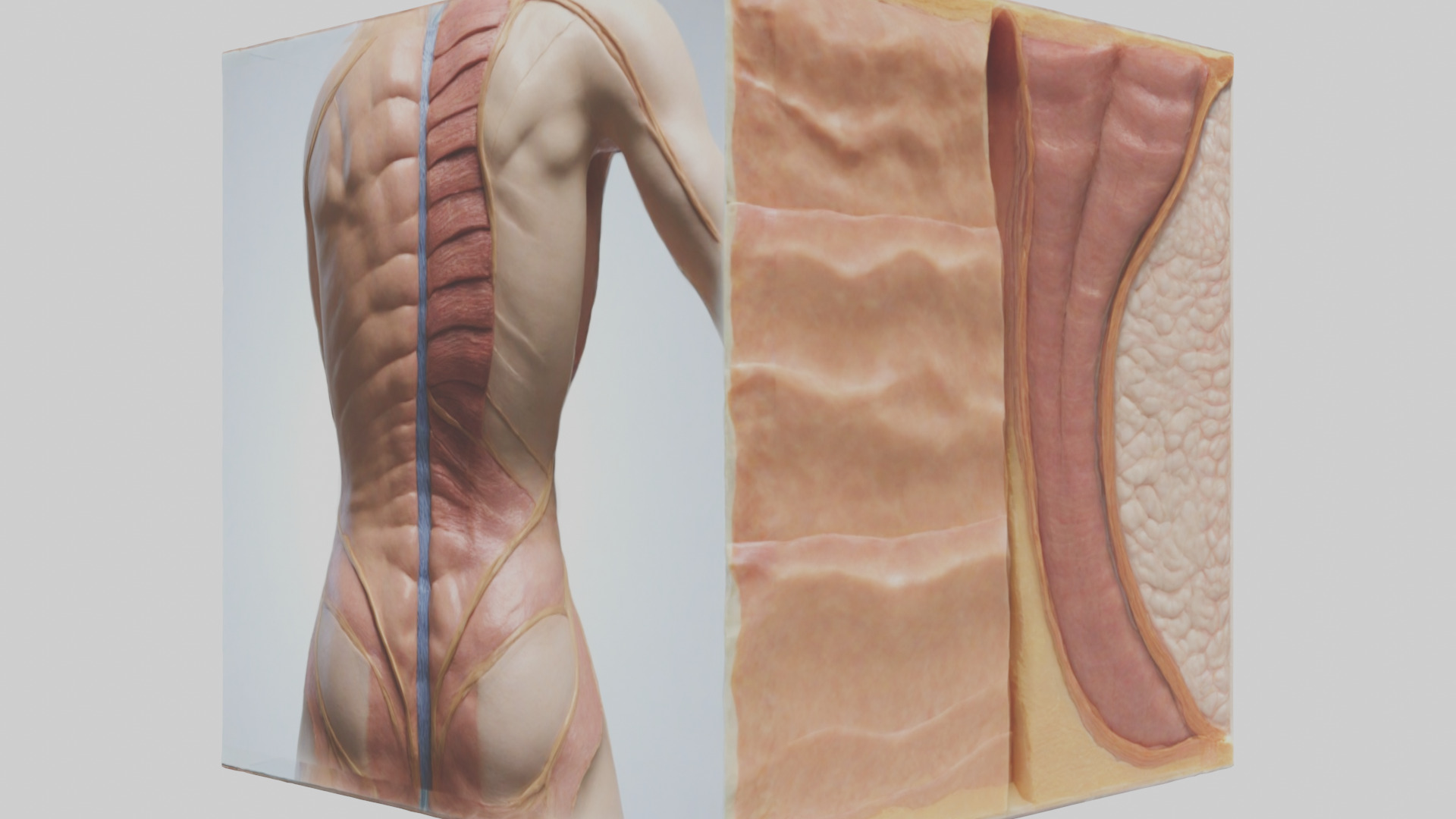 Human Skin Layers Model Low-poly 3D model_2