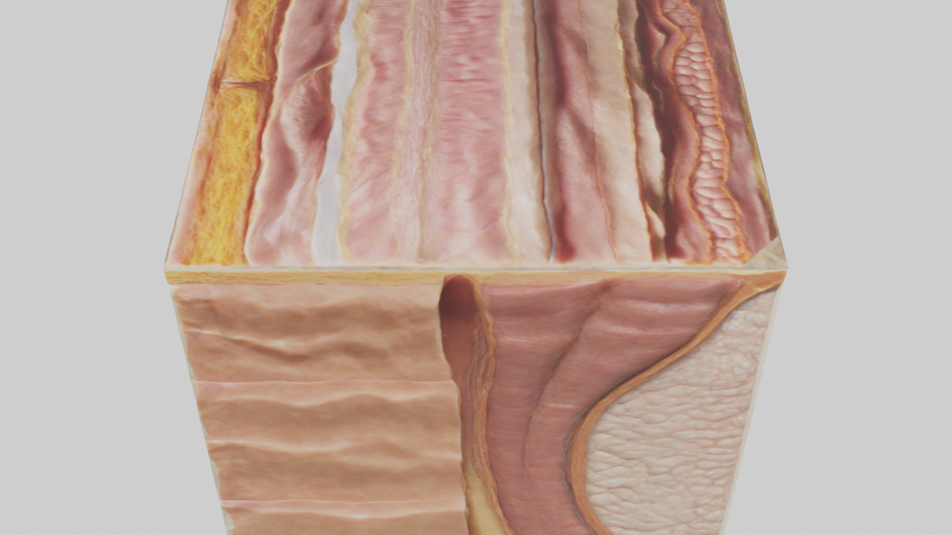 Human Skin Layers Model Low-poly 3D model_18
