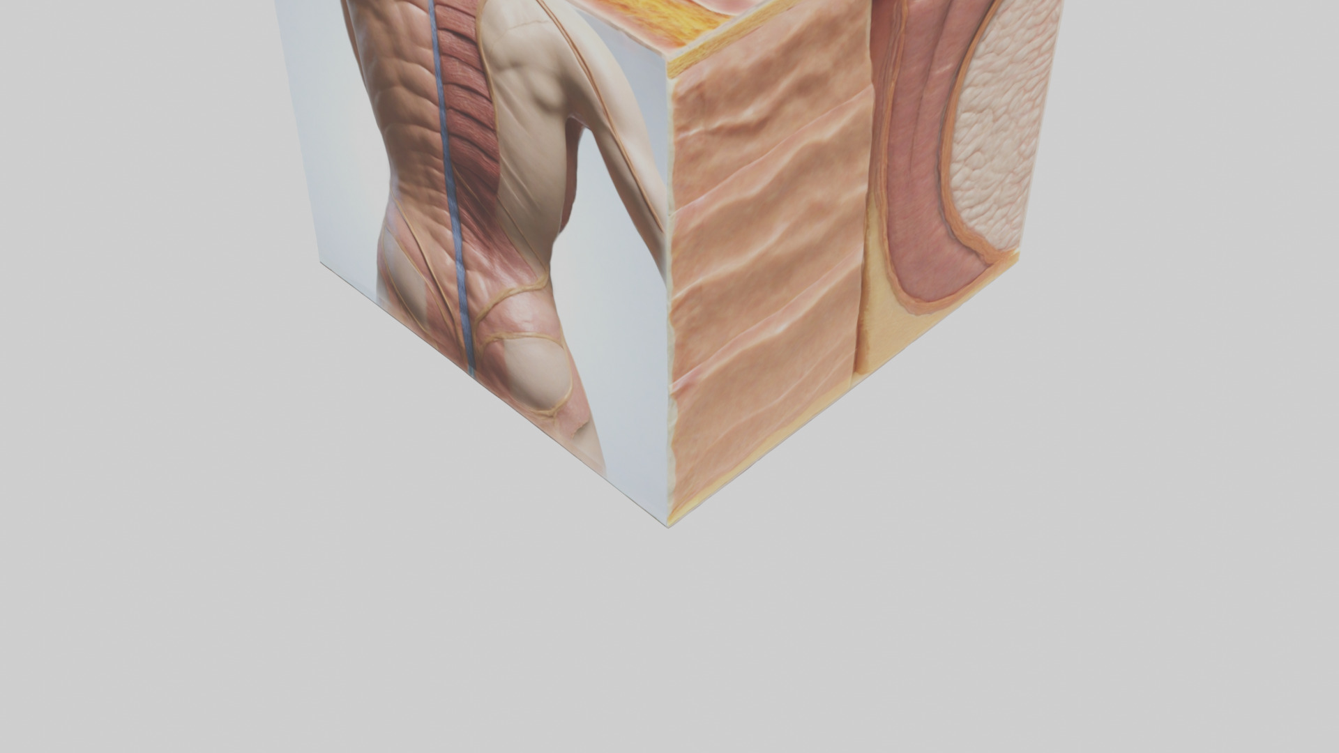 Human Skin Layers Model Low-poly 3D model_4
