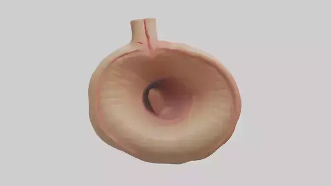Human Sphincter Model Low-poly 3D model