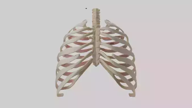 Human Sternum Model