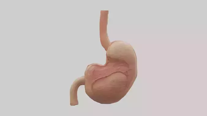 Human Stomach Model