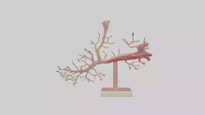 Human Subclavian Artery Model