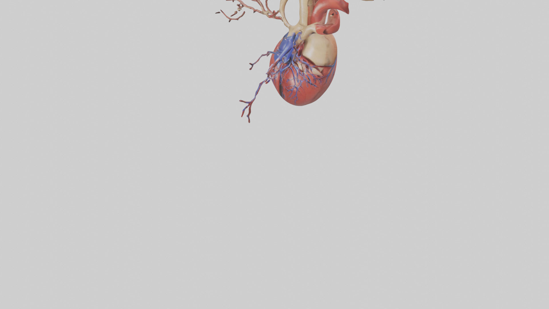 Human Superior Vena Cava Model Low-poly 3D model_5