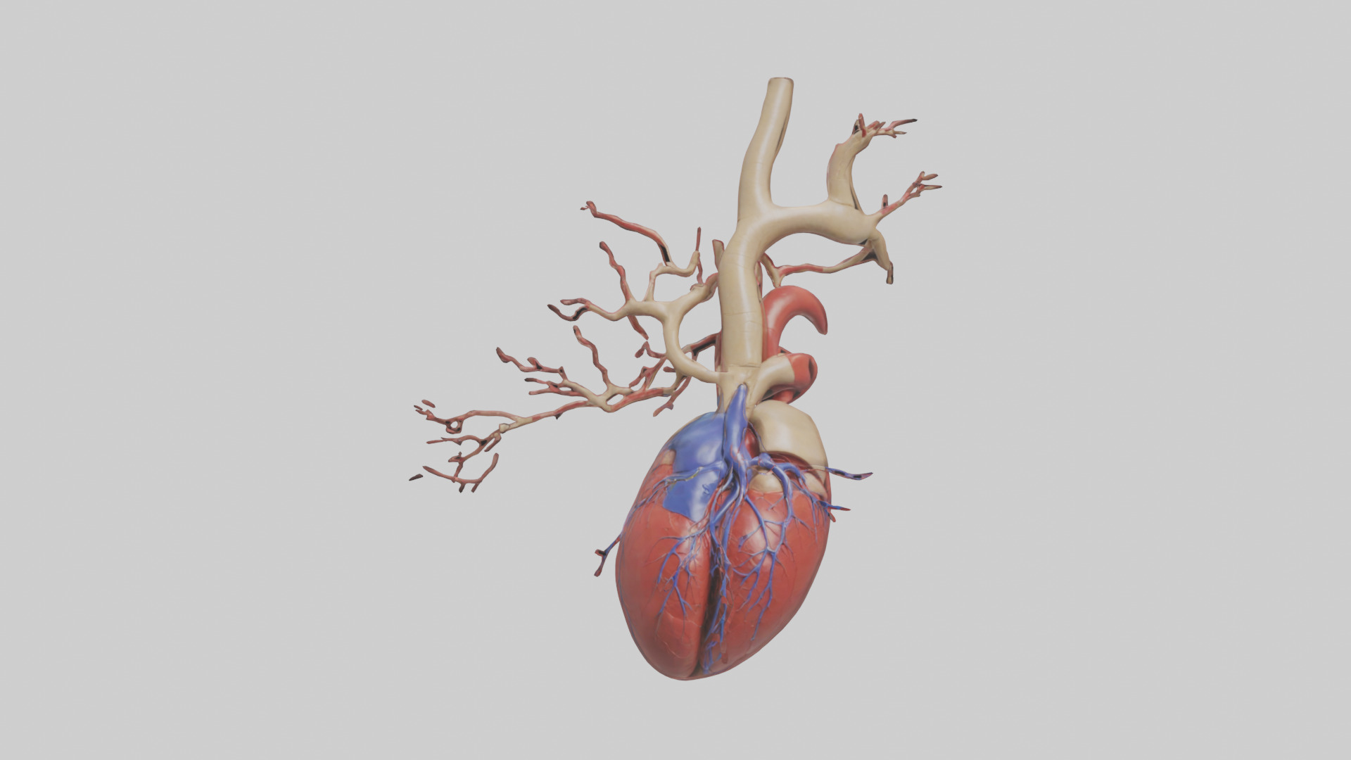 Human Superior Vena Cava Model Low-poly 3D model_9