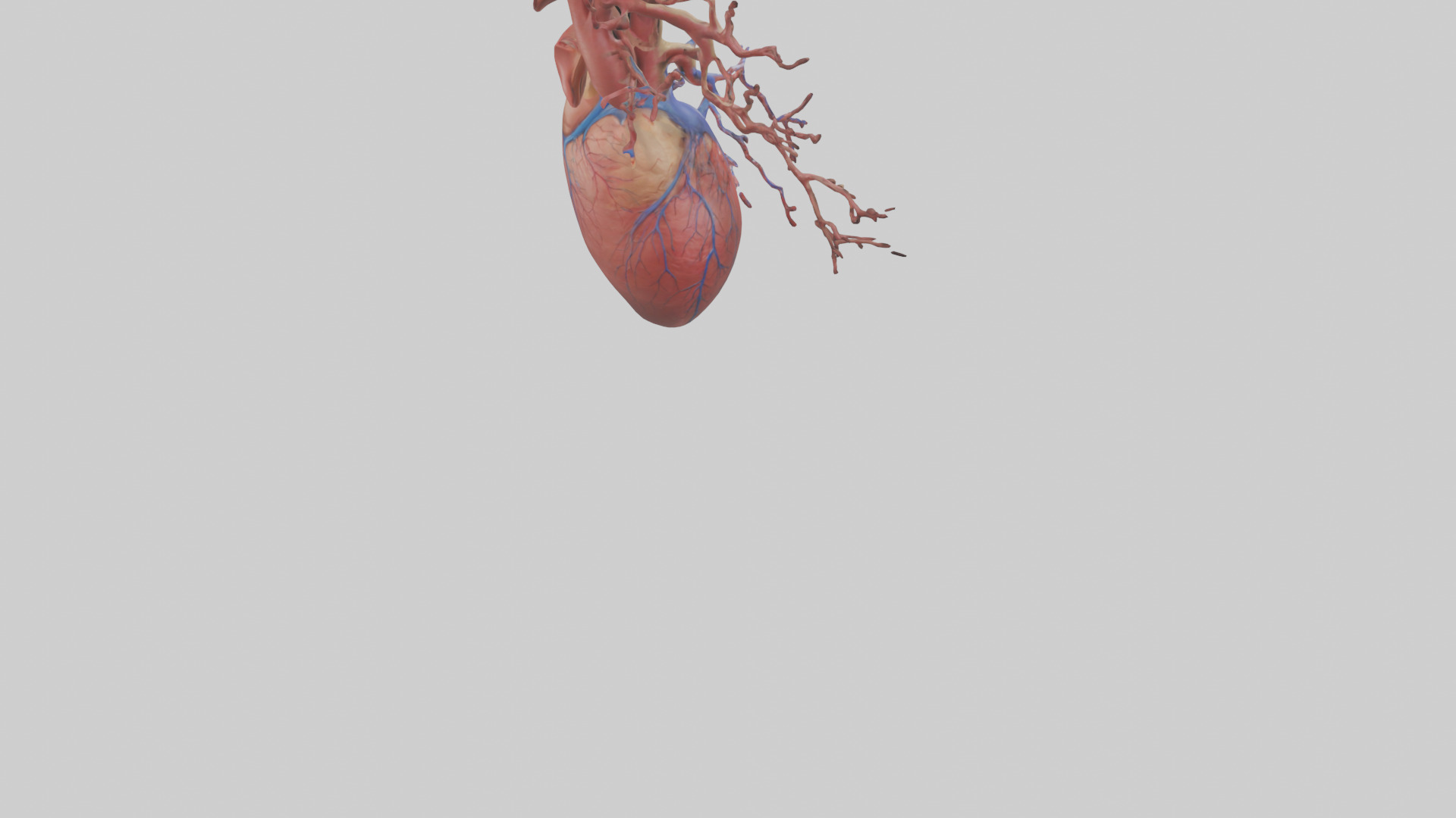 Human Superior Vena Cava Model Low-poly 3D model_4