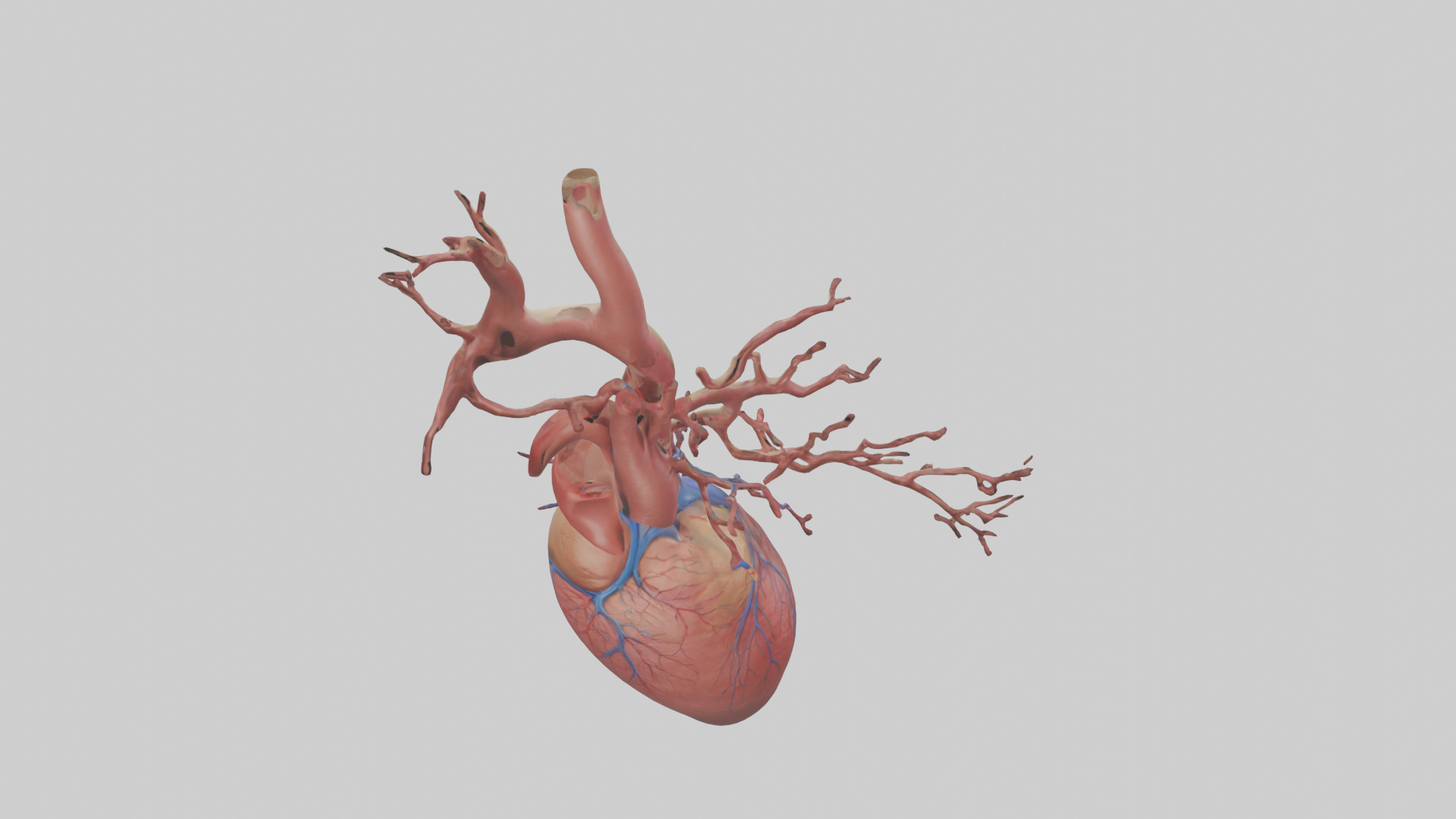 Human Superior Vena Cava Model Low-poly 3D model_15