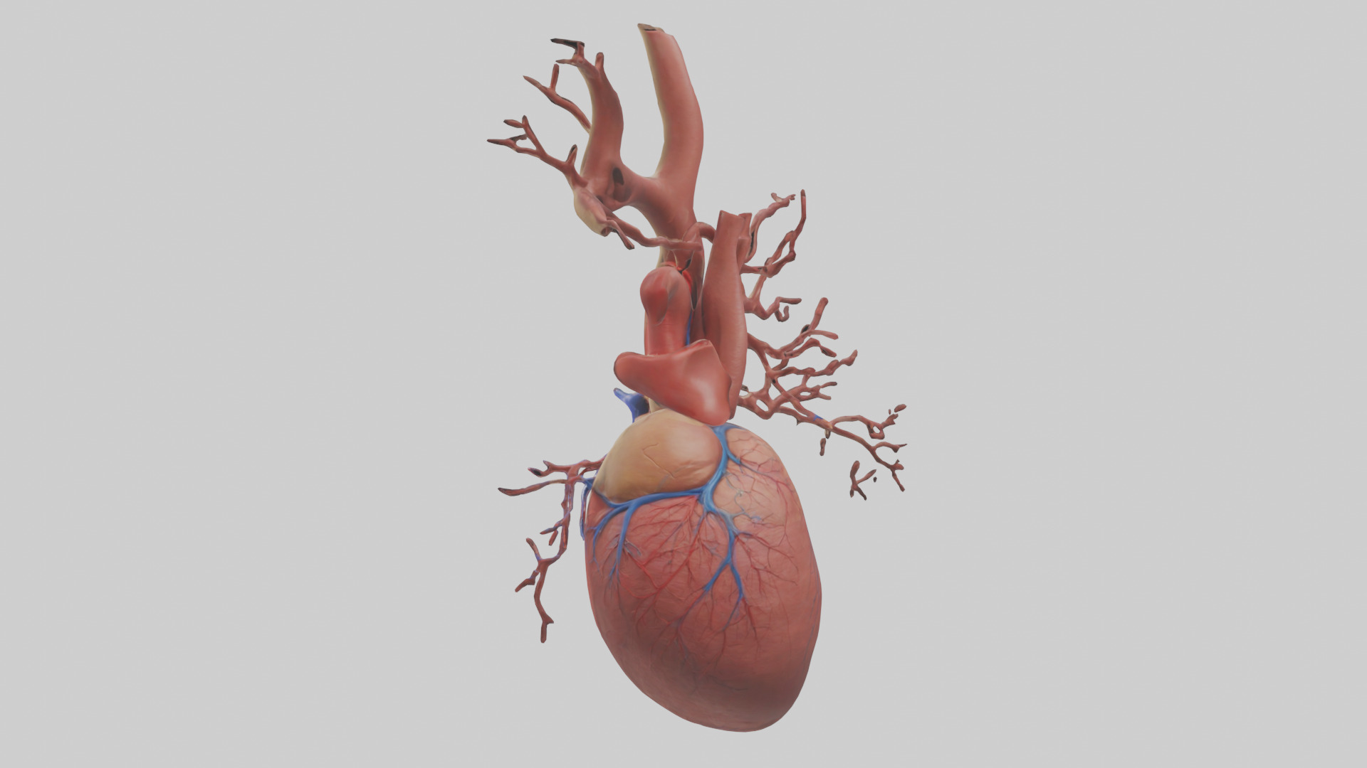 Human Superior Vena Cava Model Low-poly 3D model_1