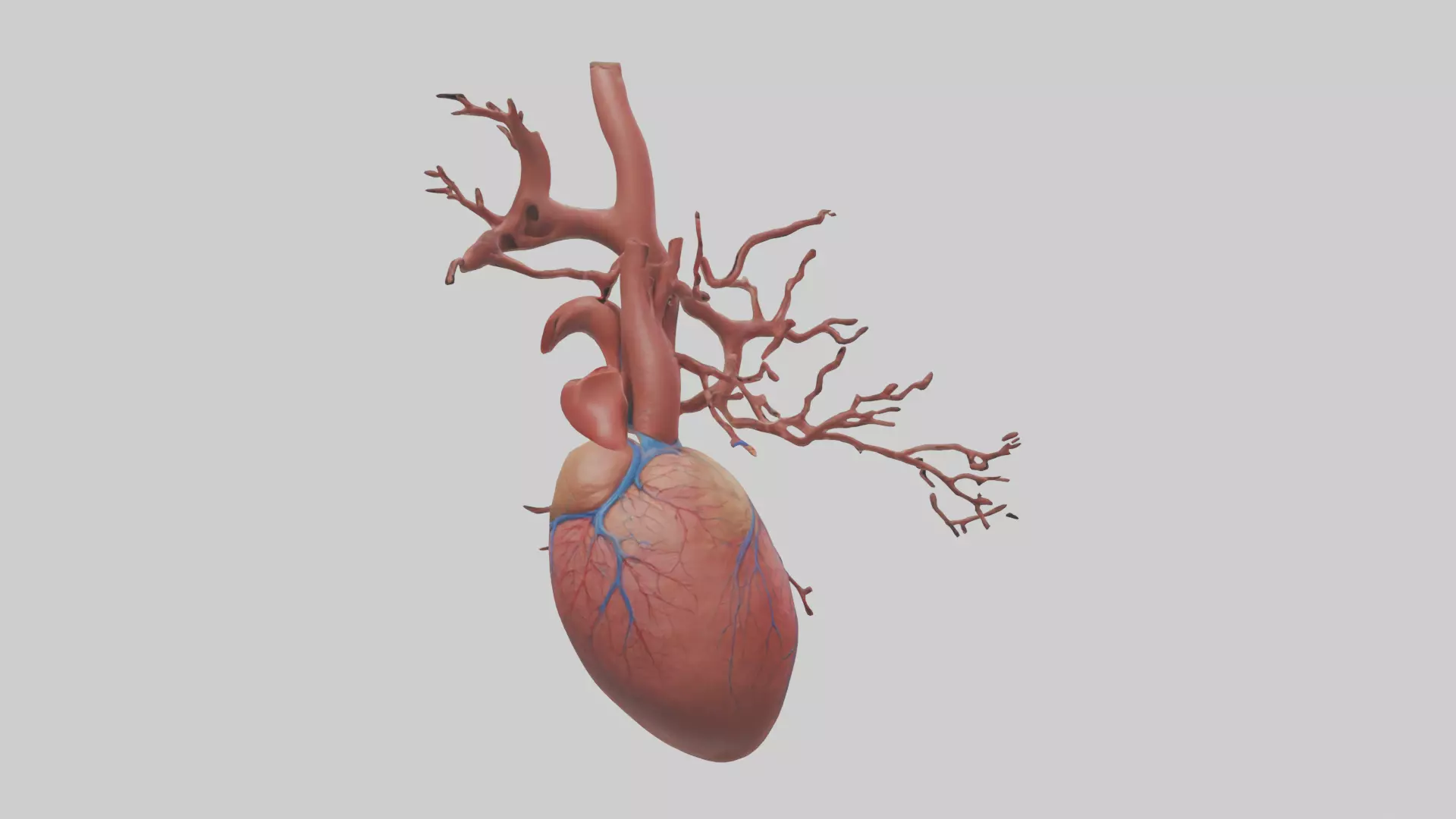 Human Superior Vena Cava Model Low-poly 3D model_0