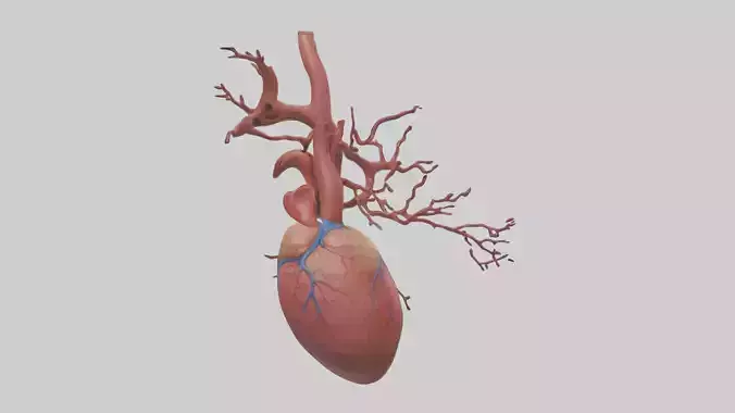 Human Superior Vena Cava Model