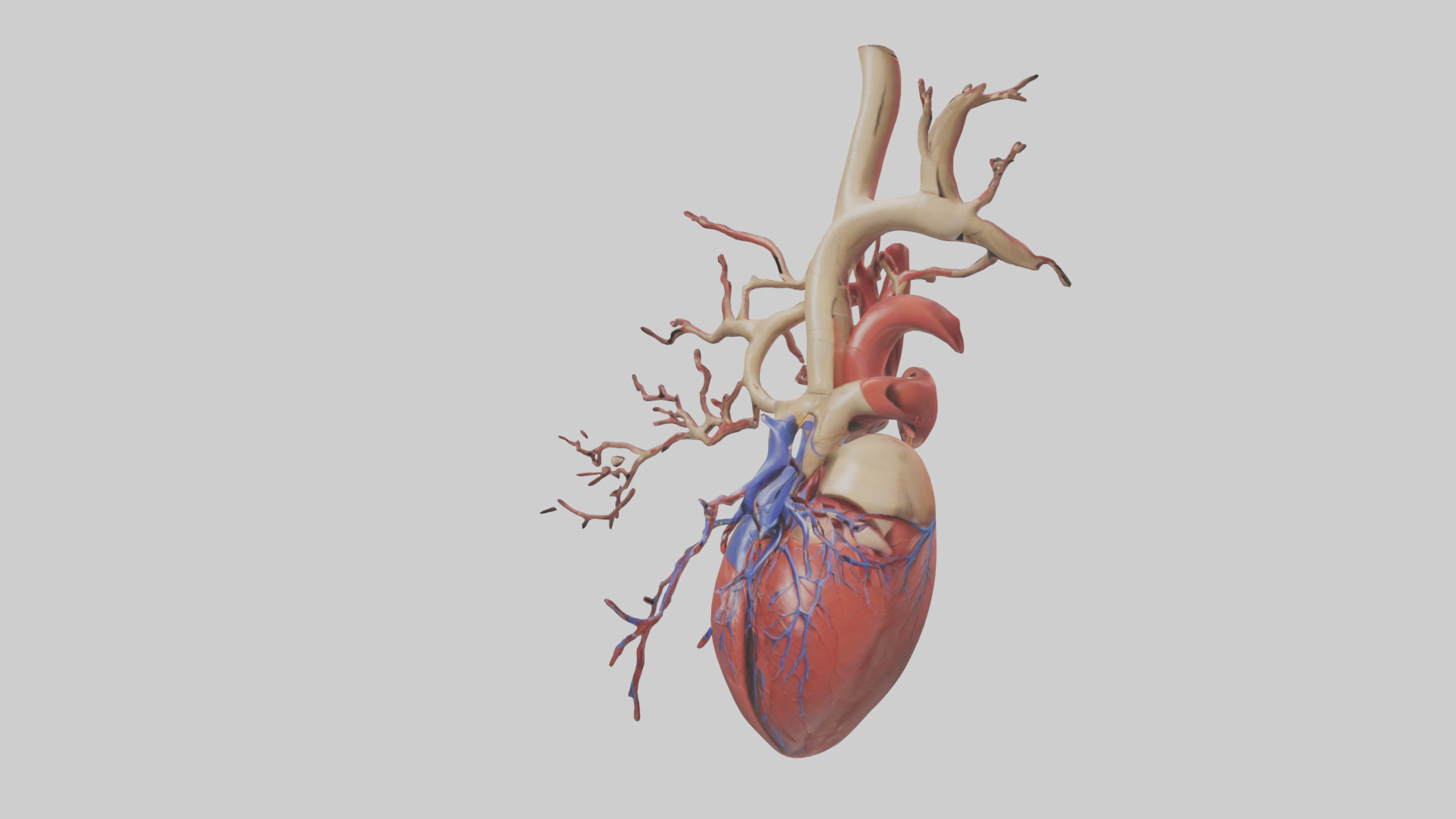 Human Superior Vena Cava Model Low-poly 3D model_8