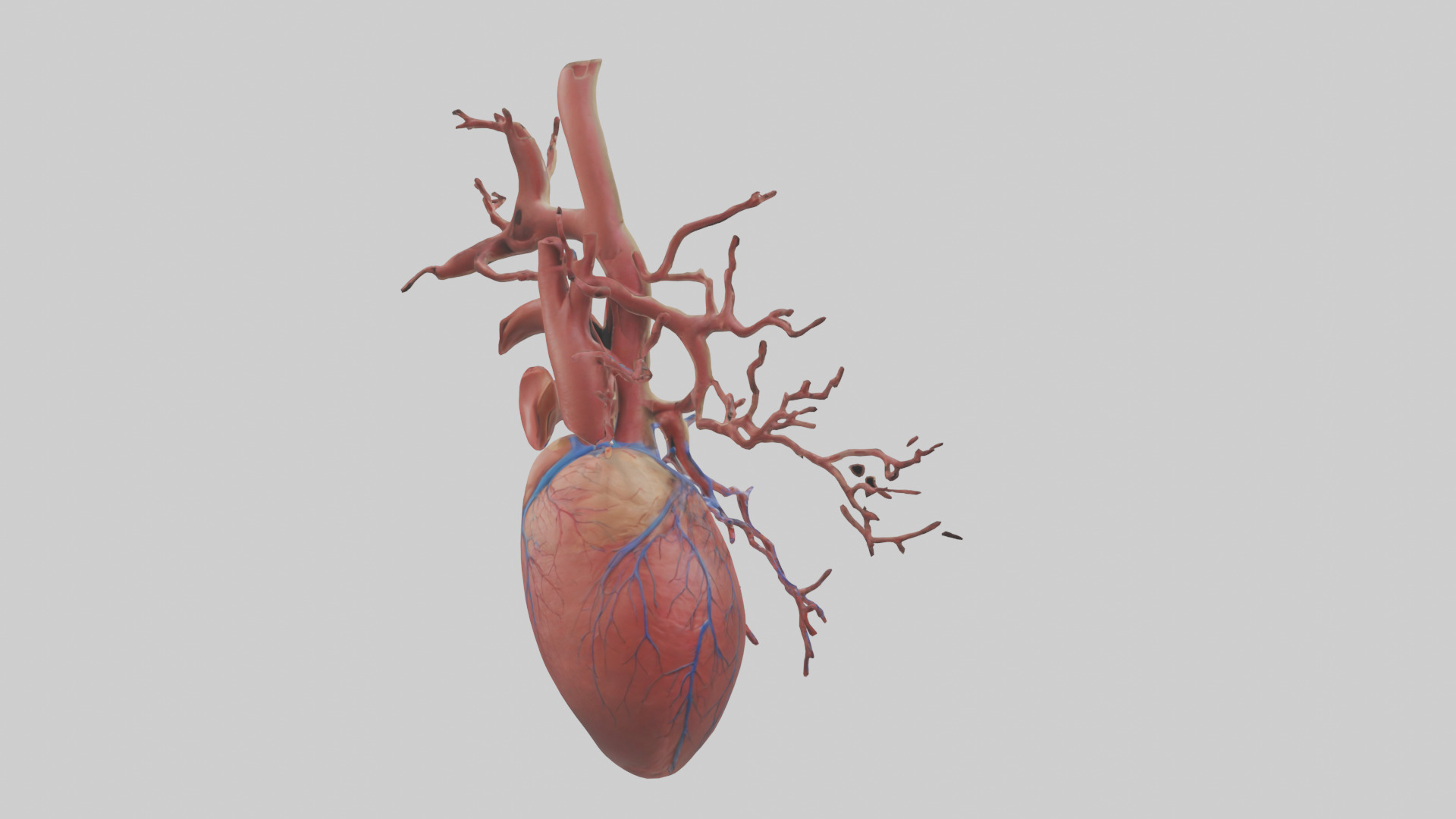 Human Superior Vena Cava Model Low-poly 3D model_2
